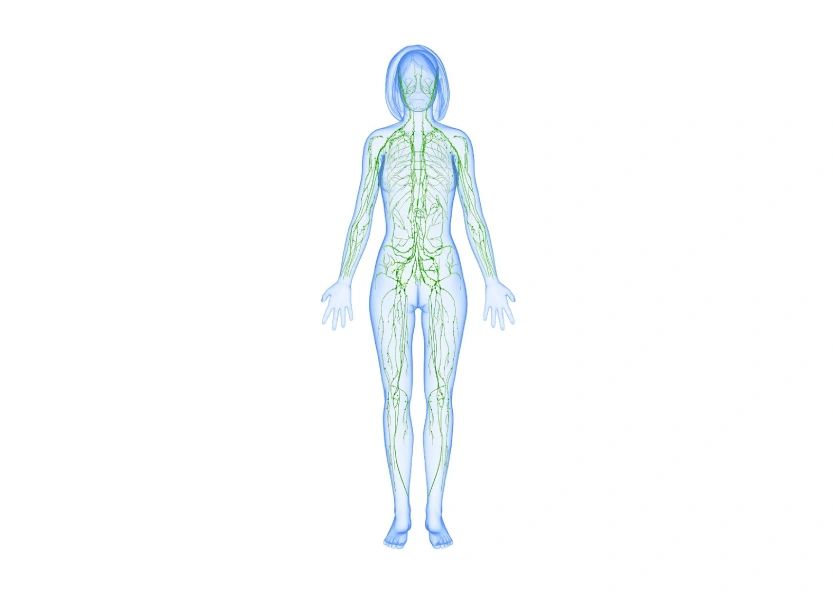 Read more about the article Lymphatic Drainage Massage – A Comprehensive Guide