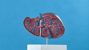 Read more about the article Our Liver – What Is It For & How To Look After This Vital Organ