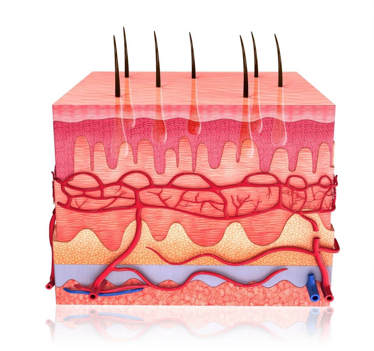 You are currently viewing The Functions of the Skin (Aside from covering your body)